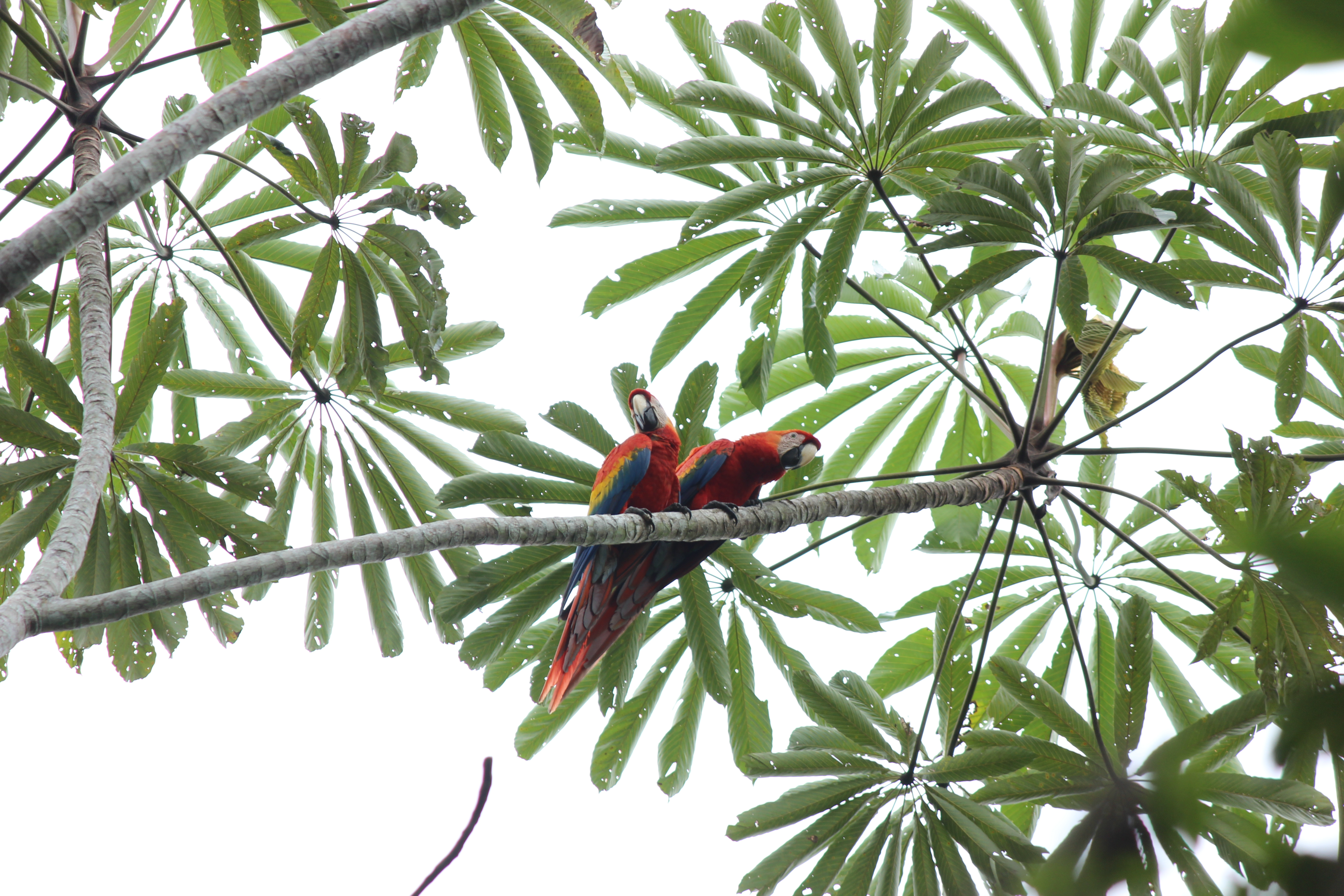 A pair of scarlet macaws in a tree